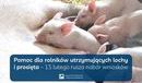 Ilustracja do artykułu: Pomoc dla rolników utrzymujących lochy i prosięta – można składać wnioski