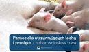 Ilustracja do artykułu: Pomoc dla utrzymujących lochy i prosięta – nabór wniosków trwa, a ARiMR wypłaca już wsparcie