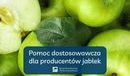 Ilustracja do artykułu: Nadzwyczajna pomoc dostosowawcza dla producentów jabłek: sprawdź, gdzie będzie można dostarczyć owoce 