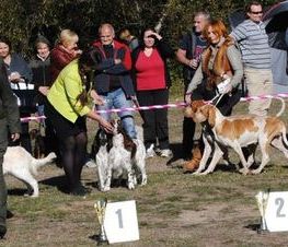 Zdjęcie z galerii: Hubertus Spalski -zdjęcia z 10 października 2015