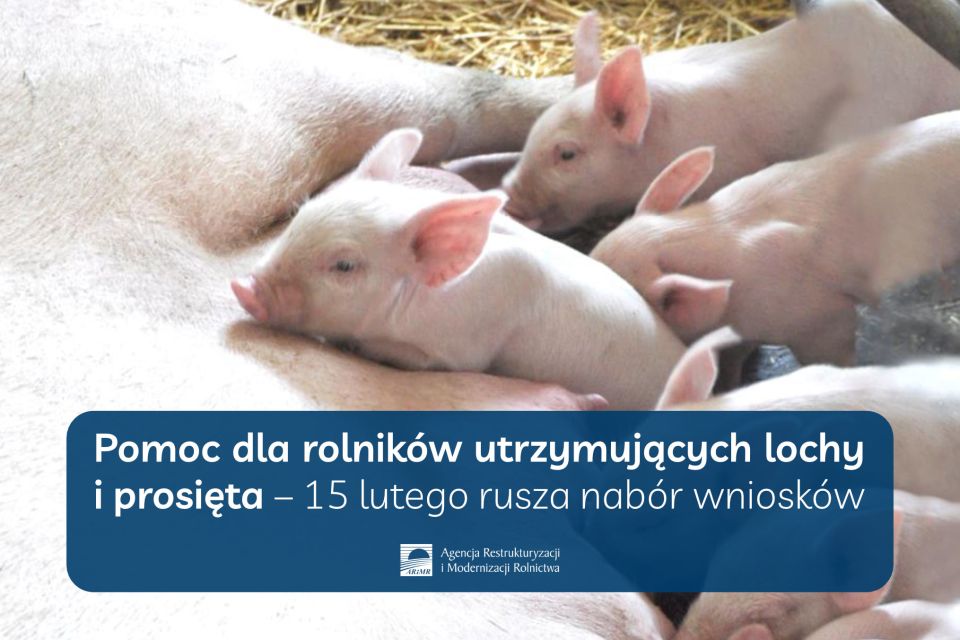 Na zdjęciu: ulotka ARiMR promująca dopłat dla rolników utrzymujących lochy i prosięta
