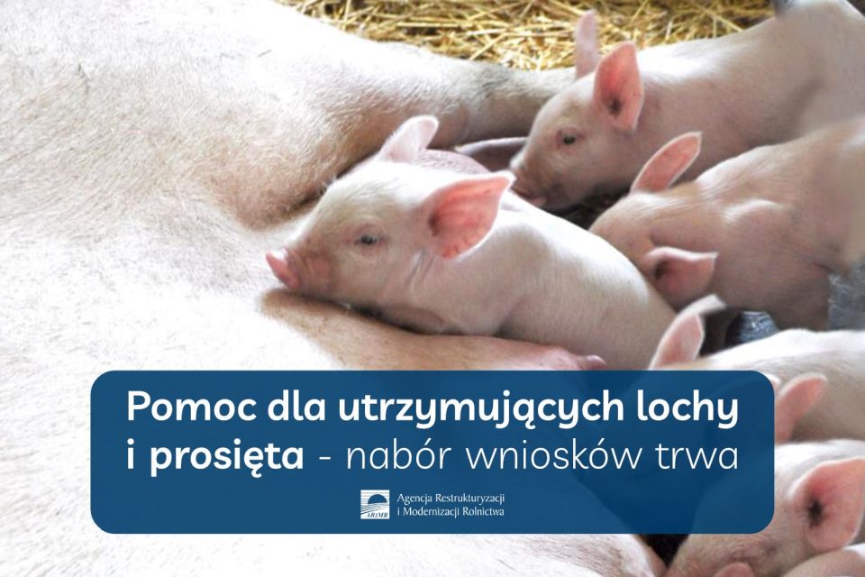 Na zdjęciu: ulotka ARiMR - Pomoc dla utrzymujących lochy i prosięta – nabór wniosków trwa, a ARiMR wypłaca już wsparcie