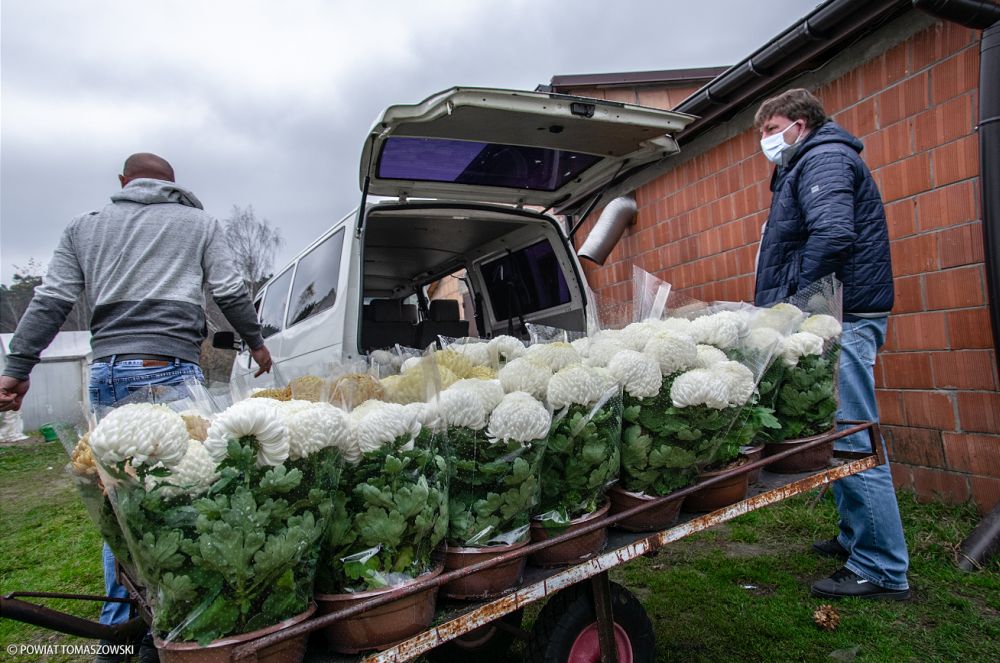 Na zdjęciu: chryzantemy zakupione przez Starostwo Powiatowe w Tomaszowie Mazowieckim w ramach pomocy producentom kwiatów z Czerniewic, którzy przygotowali kwiaty na Święto Zmarłych 1 listopada 2020 Starostwo pomogło producentom chryzantem