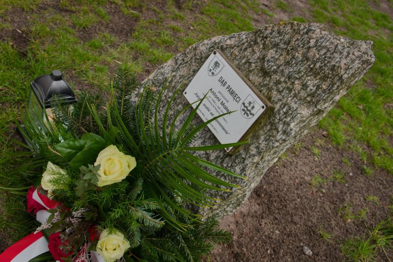 Na zdjęciu: Dąb Pamięci Antoniego Małka, nauczyciela zamordowanego w Katyniu. Dąb Pamięci znajduje się na terenie Powiatowego Centrum Animacji Społecznej w Tomaszowie Mazowieckim przy ulicy Farbiarskiej