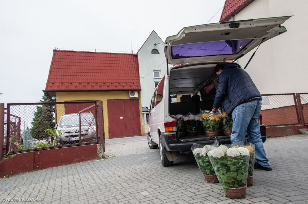 Na zdjęciu: chryzantemy zakupione przez Starostwo Powiatowe w Tomaszowie Mazowieckim w ramach pomocy producentom kwiatów z Czerniewic, którzy przygotowali kwiaty na Święto Zmarłych 1 listopada 2020 Starostwo pomogło producentom chryzantem