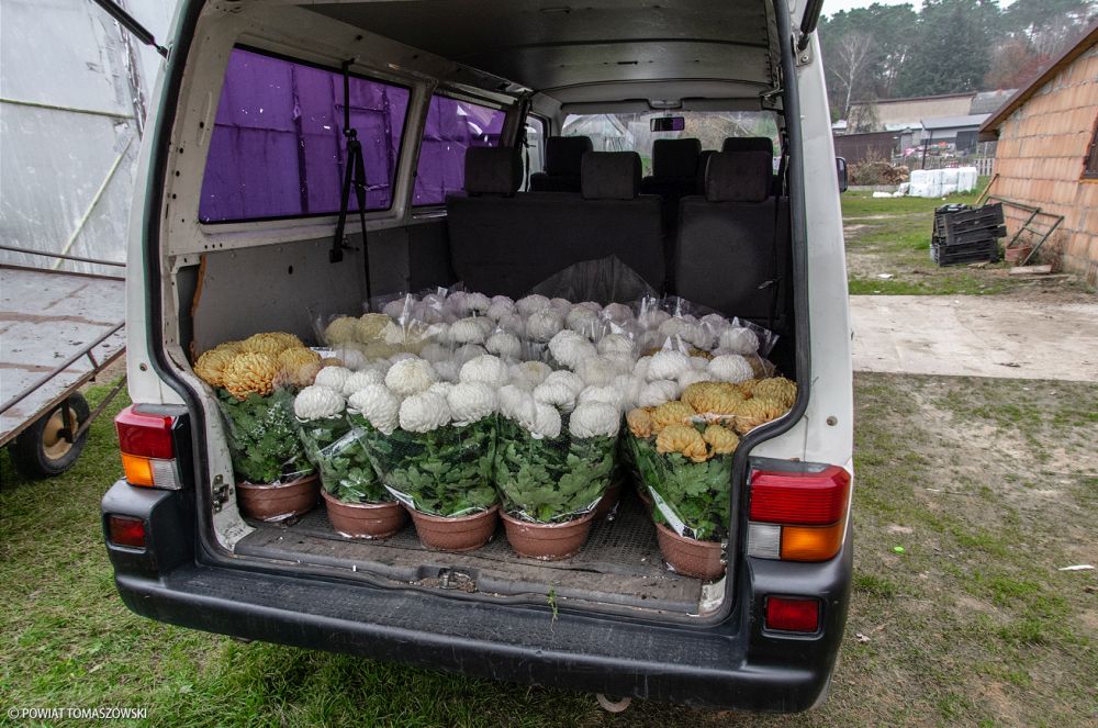 Na zdjęciu: chryzantemy zakupione przez Starostwo Powiatowe w Tomaszowie Mazowieckim w ramach pomocy producentom kwiatów z Czerniewic, którzy przygotowali kwiaty na Święto Zmarłych 1 listopada 2020 Starostwo pomogło producentom chryzantem